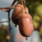 Preview: Mini-Kiwi Red Jumbo weiblich (Pflanze)