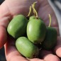 Preview: Mini-Kiwi Rogów weiblich (Pflanze)