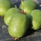 Preview: Mini-Kiwi Rogów weiblich (Pflanze)