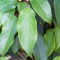 Preview: Mini-Kiwi Rote Potsdamer weiblich (Pflanze)