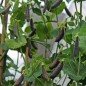 Preview: Knackerbse Sugar Magnolia (Samen)