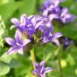 Preview: Knäuelglockenblume (Samen)