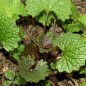 Preview: Knoblauchsrauke (Samen)