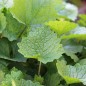 Preview: Knoblauchsrauke (Samen)