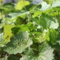 Preview: Knoblauchsrauke (Samen)