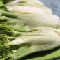 Preview: Knollenfenchel Di Firenze (Samen)