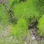 Preview: Knollenfenchel Mammoth (Samen)