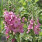 Preview: Königskerze rosa (Samen)