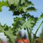 Preview: Federkohl Ostfriesische Palme (Samen)