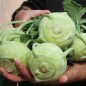 Preview: Kohlrabi Früher Grüner (Samen)