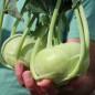 Preview: Kohlrabi Früher Grüner (Samen)