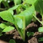 Preview: Komatsuna Canton White (Samen)