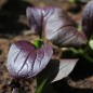 Preview: Komatsuna Red (Samen)