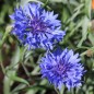 Preview: Kornblume blau gefüllt (Samen)