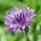 Preview: Kornblume Midget Lilac (Samen)