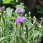 Preview: Kornblume Midget Lilac (Samen)