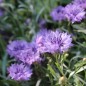 Preview: Kornblume Midget Lilac (Samen)