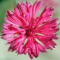 Preview: Kornblume pink (Samen)