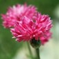 Preview: Kornblume pink (Samen)