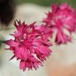 Preview: Kornblume pink (Samen)