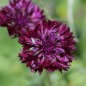 Preview: Kornblume schwarz (Samen)