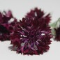 Preview: Kornblume schwarz (Samen)