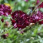 Preview: Kornblume schwarz (Samen)