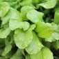 Preview: Kresse Broad Leaved (Samen)