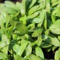 Preview: Kresse Broad Leaved (Samen)
