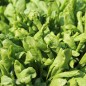 Preview: Kresse Broad Leaved (Samen)