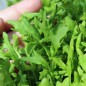 Preview: Kresse Plain Leaved (Samen)