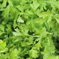 Preview: Kresse Plain Leaved (Samen)