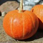 Preview: Kürbis Golden Pumpkin (Samen)