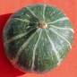 Preview: Kürbis Green Hokkaido (Samen)