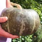 Preview: Kürbis Green Hokkaido (Samen)