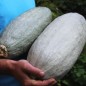 Preview: Kürbis Guatemala Blue Banana (Samen)