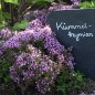 Preview: Kümmelthymian (Pflanze)