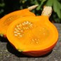 Preview: Kürbis Hokkaido orange  (Samen)