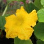 Preview: Kürbis Amazonka (Buschkürbis) (Samen)