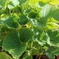 Preview: Kürbis Amazonka (Buschkürbis) (Samen)