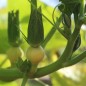 Preview: Kürbis Amazonka (Buschkürbis) (Samen)