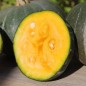 Preview: Kürbis Ambar (Buschkürbis) (Samen)