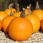 Preview: Kürbis Ball Orange (Samen)