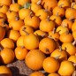 Preview: Kürbis Ball Orange (Samen)
