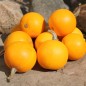 Preview: Kürbis Ball Orange (Samen)