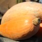 Preview: Kürbis Georgia Candy Roaster (Samen)