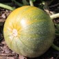 Preview: Kürbis Miranda (Buschkürbis) (Samen)