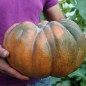Preview: Kürbis Musquée de Provence (Samen)