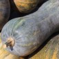 Preview: Kürbis Piena di Napoli (Samen)