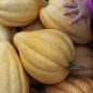 Preview: Kürbis Thelma Sanders Sweet Potato (Buschkürbis) (Samen)